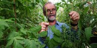 Ein älterer Mann mit Bart hinter Tomatenpflanzen