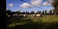 Schafe weiden hinter einem elektrischer Wolfsschutz-Zaun
