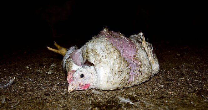 Ein Huhn ohne Federn liegt verdreht auf einem dreckigen Boden.