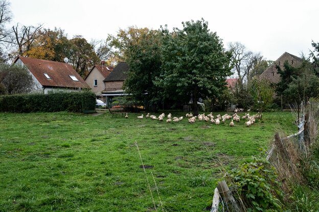 eine Wiese mit Gänsen am Dorfrand eine Wiese mit Gänsen am Dorfrand