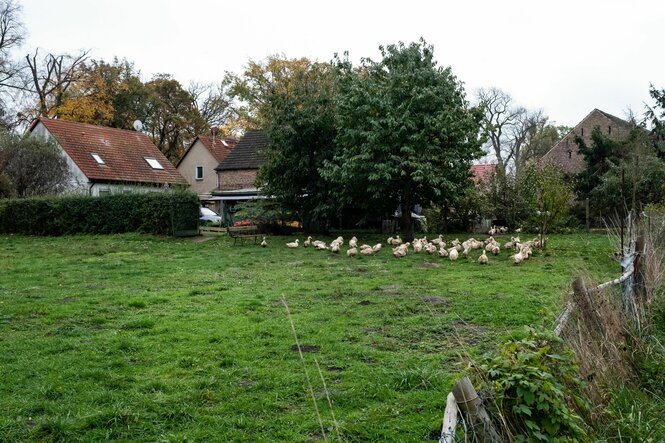 eine Wiese mit Gänsen am Dorfrand