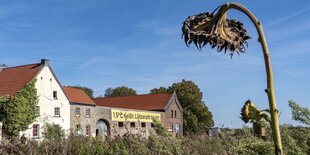 Eine vertrocknete Sonnenblume und Gebäude eines Bauernhofs in Lützerath