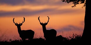 Silhouette zweier Rehe in der Abenddämmerung