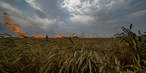 Ein Weizenfeld brennt