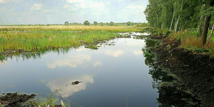 Wolken spiegeln sich im Wasser einer Moorlandschaft, nasse Wiesen im Hintergrund und ein Saum aus Birken