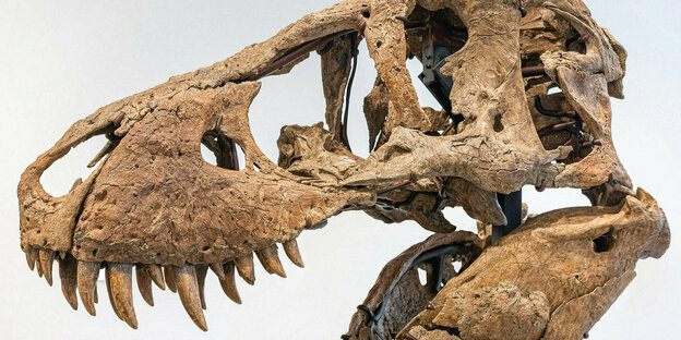 The skull of a dinosaur