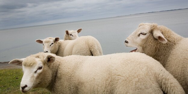Sheep on the north German coast.  One mows.