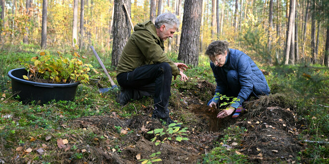 Ein Mann und eine Frau pflanzen einen Baum im Wald