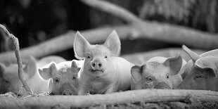 Ferkel liegen nebeneinander und schauen in die Kamera.