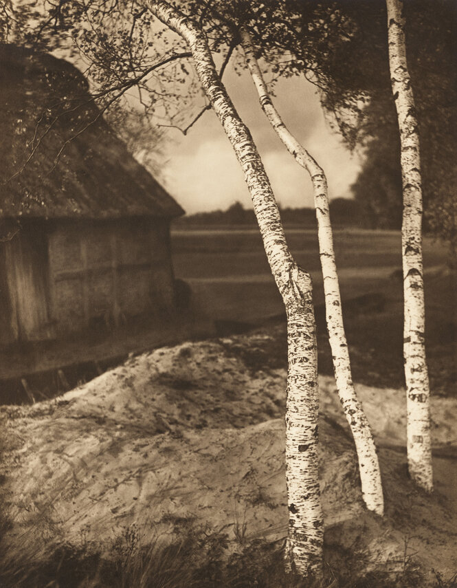 „Frühling im Moor“, ­Fotografie von Julius Frank (vor 1936, undatiert)