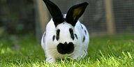 Ein schwarz-weiß geflecktes Kaninchen sitzt auf einem grünen Rasen.
