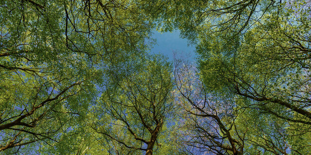 Baumkronen eines Waldes aus der Froschperspektive