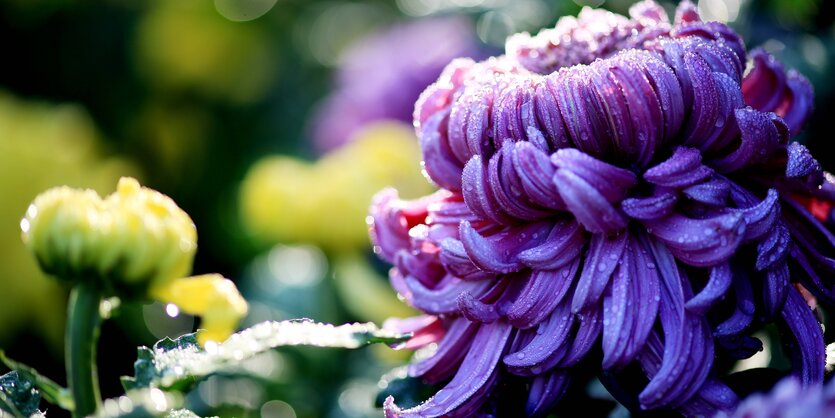 Eine pink-lilafarbene, üppig blühende Chrysantheme