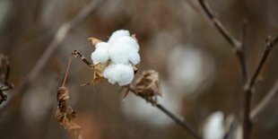 Bild auf eine erntereife Baumwollpflanze: die weißen Fasern bilden einen Knäuel