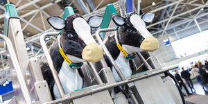 Zwei künstliche Kuh-Modelle stehen auf der Messe "EuroTier" in einer Melkvorrichtung