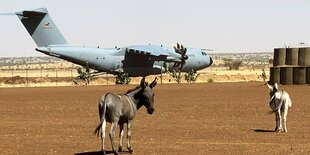 Zwei Esel stehen neben einer Landebahn, auf der das Bundeswehrflugzeug des Generalsinspekteurs steht.