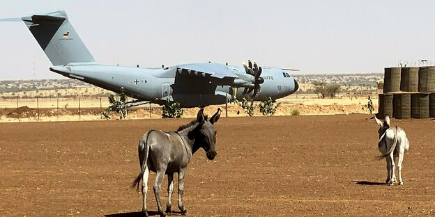 Zwei Esel stehen neben einer Landebahn, auf der das Bundeswehrflugzeug des Generalsinspekteurs steht.