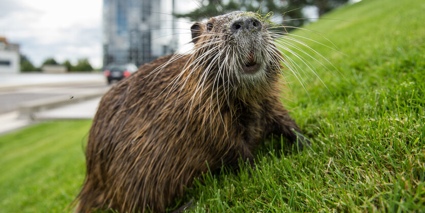 Ein Nutria sitzt auf einem Grünstreifen und guckt in Richtung Kamera. Im Hintergrund sind eine Straße und ein Hochhaus zu erkennen.