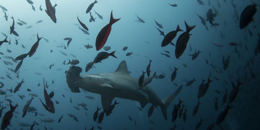 Hammerhai und Fische im Meer