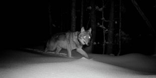 Ein Wolf in einer Schneelandschaft