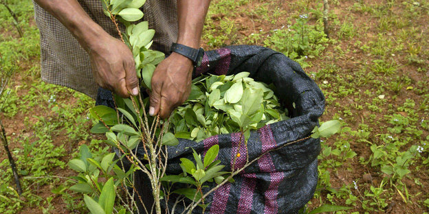 Ein Koka-Bauer bei der Ernte. Ein Pflanze und ein Sack mit Koka-Blättern.