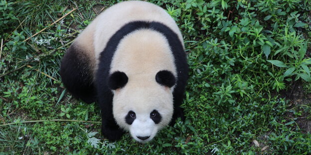 Ein süßer Pandabar auf einer grünen Wiese im Berliner Zoo guckt 2017 in die Kamera