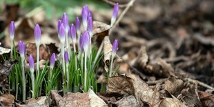 Krokusse zwischen Herbstlaub