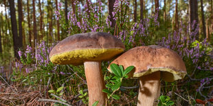 Zwei Steinpilze wachen in einem Wald