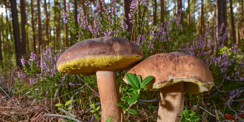 Zwei Steinpilze wachen in einem Wald