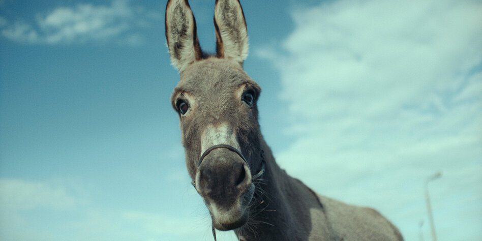 Conversation about filming with donkeys: “The animal wants to express something”