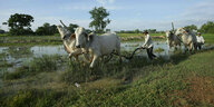 Pferde auf einem Reisfeld