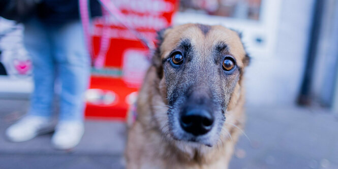 Hund schaut in Kamera