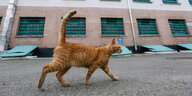 Eine rotbraune katze stolziert vor einem Gefängnis