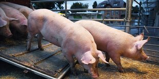 Schweine verlassen ein Fahrzeug