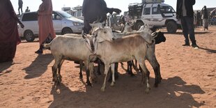 Viehmarkt in Somaliland