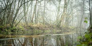 Bäume vor einem See im Nebel