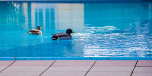 Zwei Enten schwimmen auf einem gerade ungenutzten Außenpool in der weitläufigen Hotelanlage des Hotels «Zur Post» auf der Ostseeinsel Usedom.