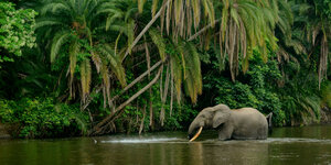 Ein badender Elefant sprüht Wasser aus seinem Rüssel, im Hintergrund grüner Urwald
