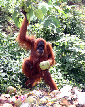 An der Hüfte der Orangutan-Mutter hält sich ein Kind fest, während sie von Menschen weggeworfene Nahrungsmittel begutachtet