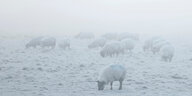 Irische Schafe im Nebel und in der Kälte auf einer Weide Anfang Dezember