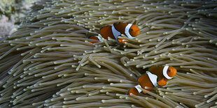 2 Clownfische in einer Anemone