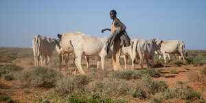 Ein Mensch und einige Rinder in einer steppigen Landschaft