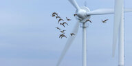 Vögel fliegen an den Rotorblättern einer Windkraftanlage vorbei