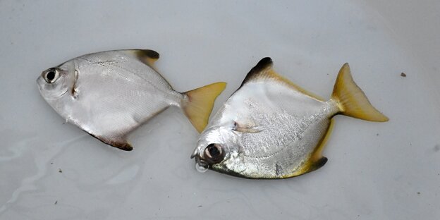 Zwei Fische liegen in einer weißen Schale