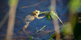 Eine Kröte im Wasser