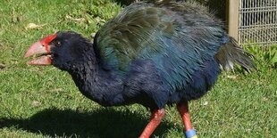 Großer dunkelblaugrüner Vogel mit hohem roten Schnabel auf grüner Wiese