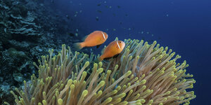 Fische an einem Korallenriff