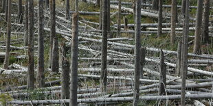 Totholz in einem Wald