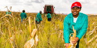 Landarbeiter erntet Mais