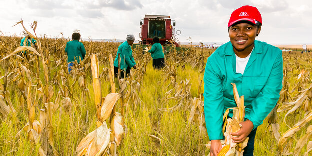 Landarbeiter erntet Mais